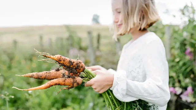 Jente som holder nyplukkede gulrøtter i hagen