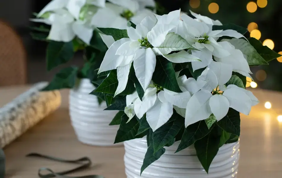 Bord med to potter med hvite julesjerner