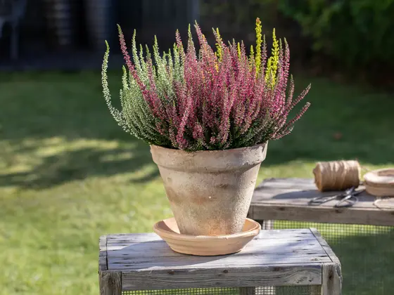 Calluna trio