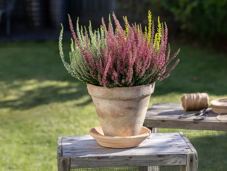 Calluna trio