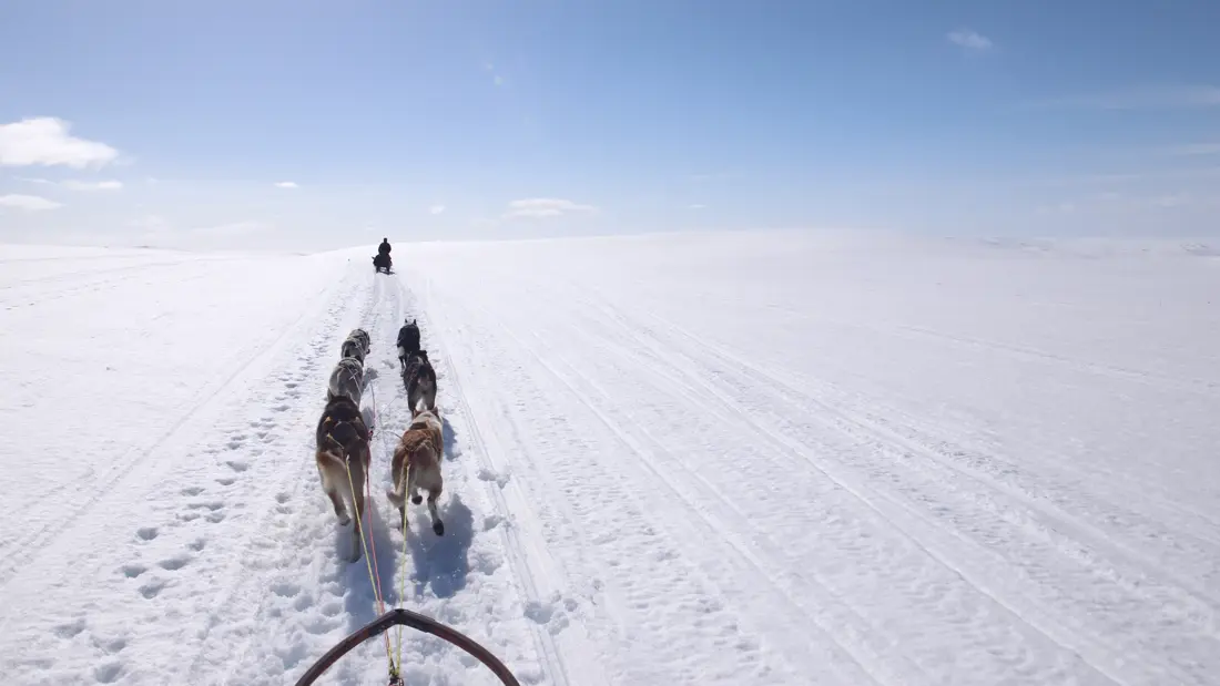 Utsikt over vinterlandskap og hundeslede i  fart 