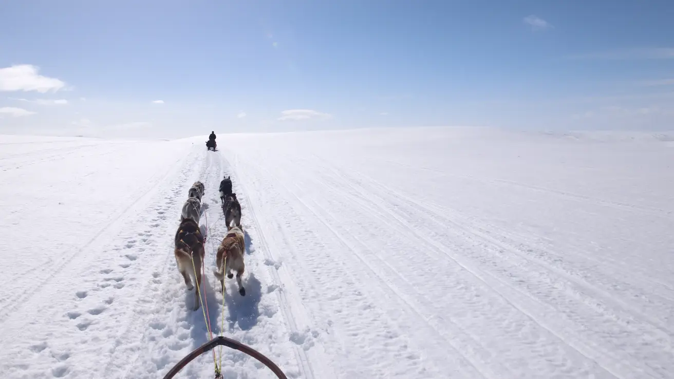 Utsikt over vinterlandskap og hundeslede i  fart 