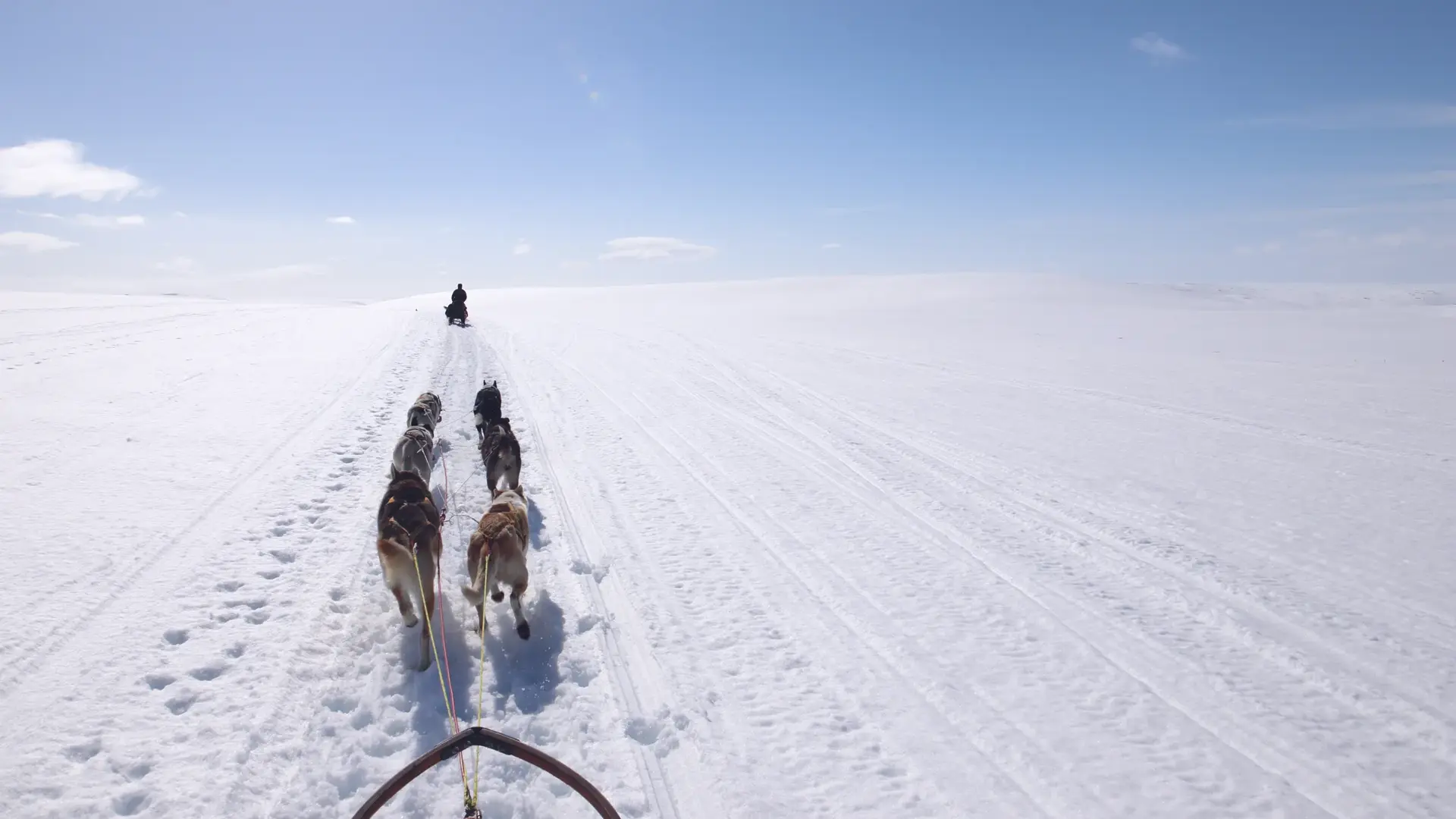 Utsikt over vinterlandskap og hundeslede i  fart 