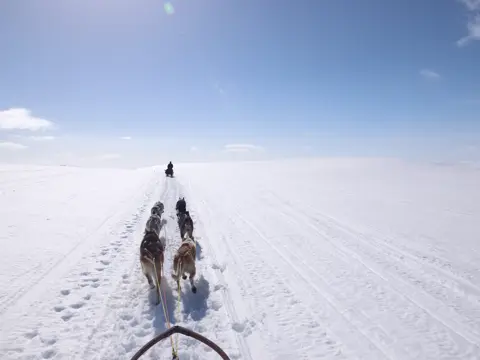 Utsikt over vinterlandskap og hundeslede i  fart 