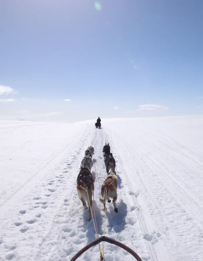 Utsikt over vinterlandskap og hundeslede i  fart 