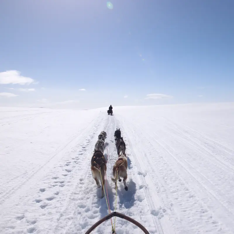 Utsikt over vinterlandskap og hundeslede i  fart 