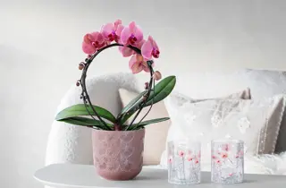 mg-orkide-bøyte-uke8-4.3