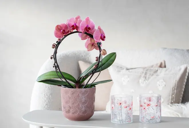 mg-orkide-bøyte-uke8-4.3