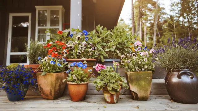 Blomster i krukker på terrasse 