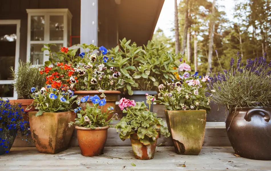 Blomster i krukker på terrasse 