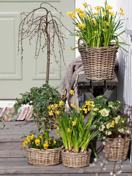 Gule påskeblomster fra Mester Grønn