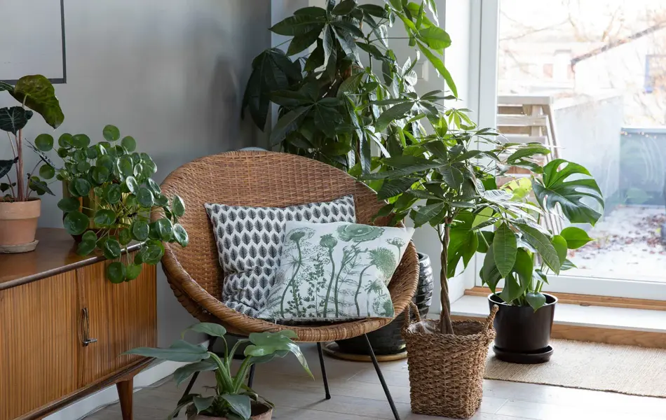 grønnplanter i fine potter plassert rundt stol i stue