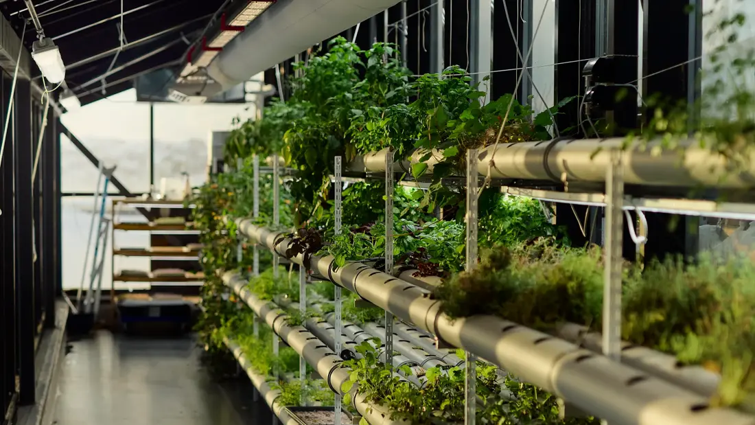 En lang, smal drivhusgang. Sollys strømmer inn fra store vinduer på siden.