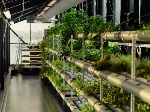 En lang, smal drivhusgang. Sollys strømmer inn fra store vinduer på siden.