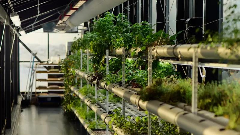 En lang, smal drivhusgang. Sollys strømmer inn fra store vinduer på siden.