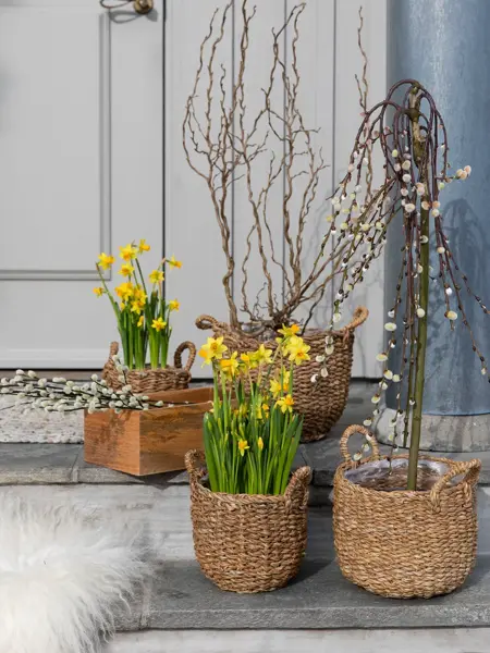 Uteblomster fra Mester grønn