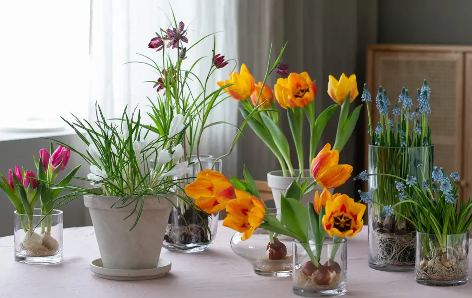 Fargerike blomster fra Mester Grønn