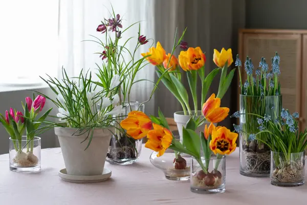 Fargerike blomster fra Mester Grønn