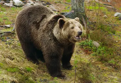 Bjørn i Bjørneparken på Thon Hotel Bjørneparken