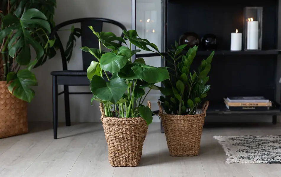 Mester Grønn Monstera_zamioculcas_0825_f_s.jpg
