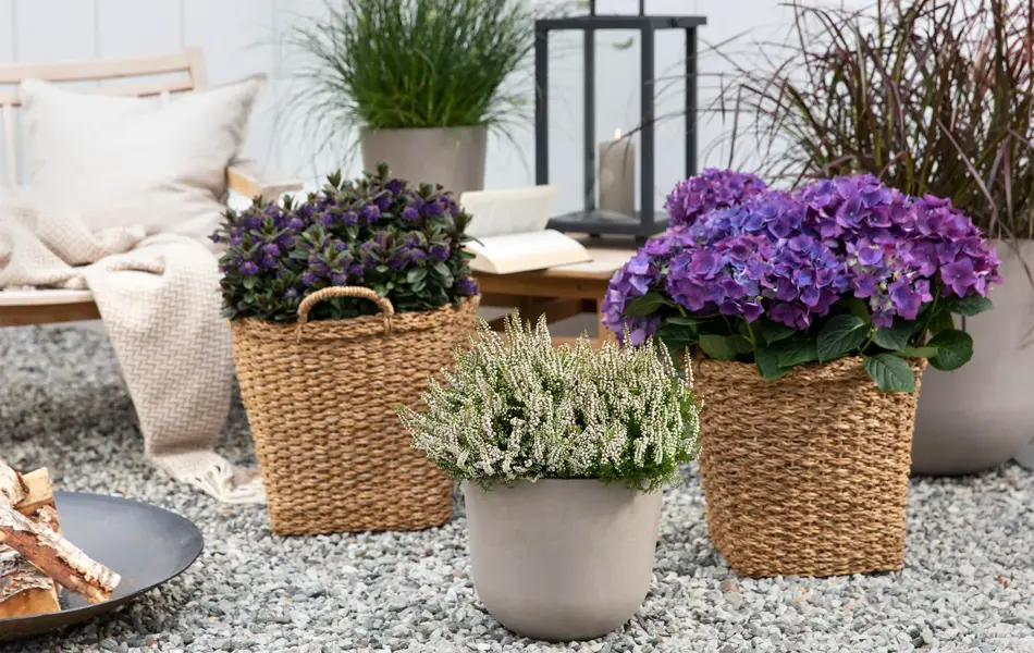 2_Host_uteplass (2).jpg