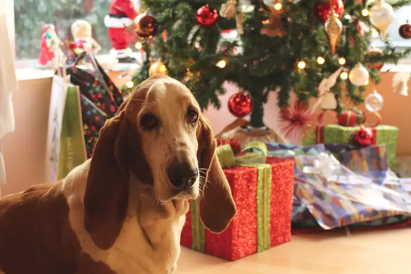 En huns som ligger på gulvet med et juletre i bakgrunn