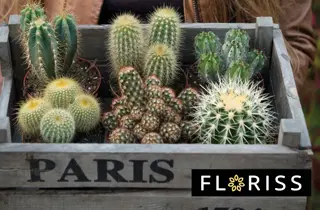 floriss-kaktus-uke27-4.3