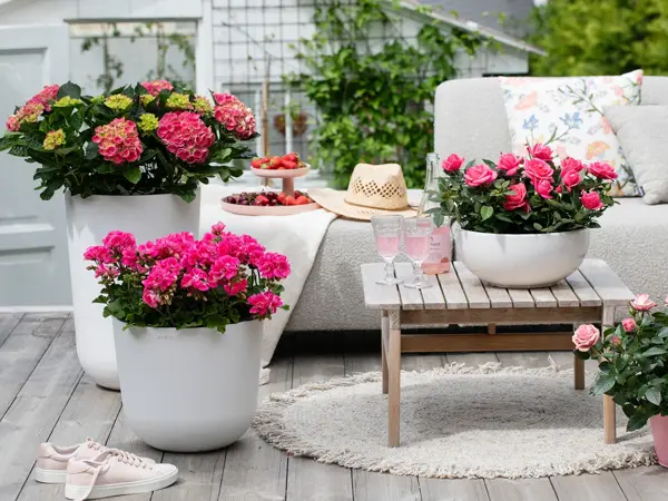 Blomsterpotter og blomster i hagen