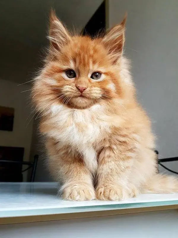 Rødfarget kattunge 