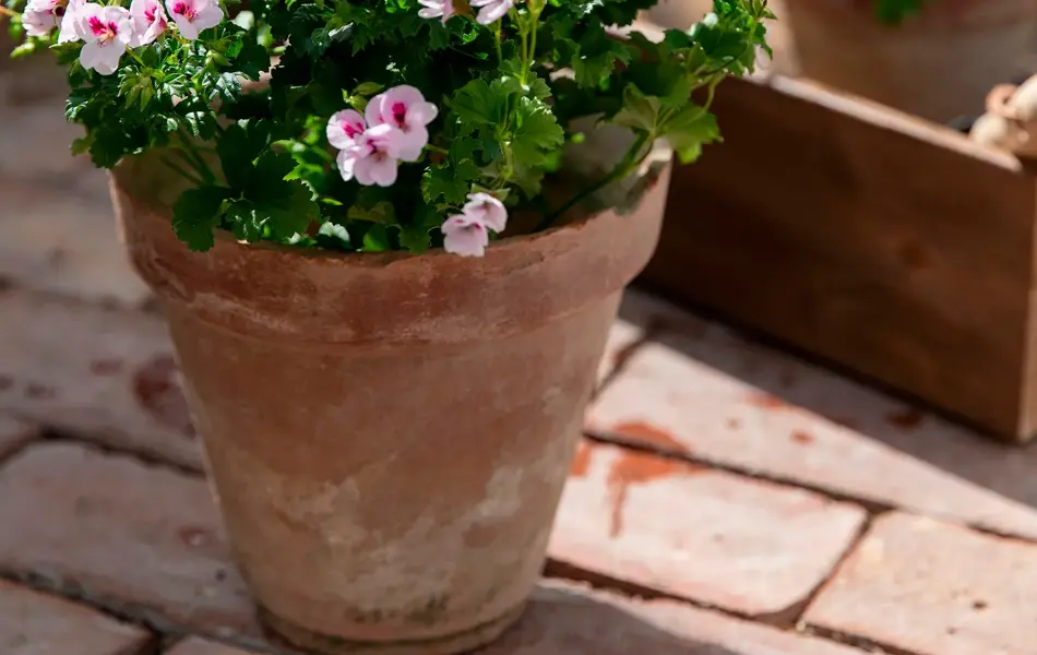 Rosa engelsk pelargonia