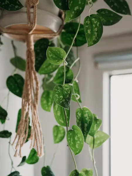 Potted plant calathea orbifolia on a wooden table