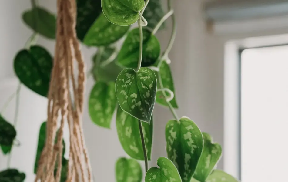 Potted plant calathea orbifolia on a wooden table