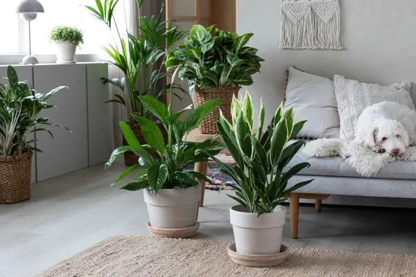 Stue med flere grønne planter i potter på gulv og i vindu