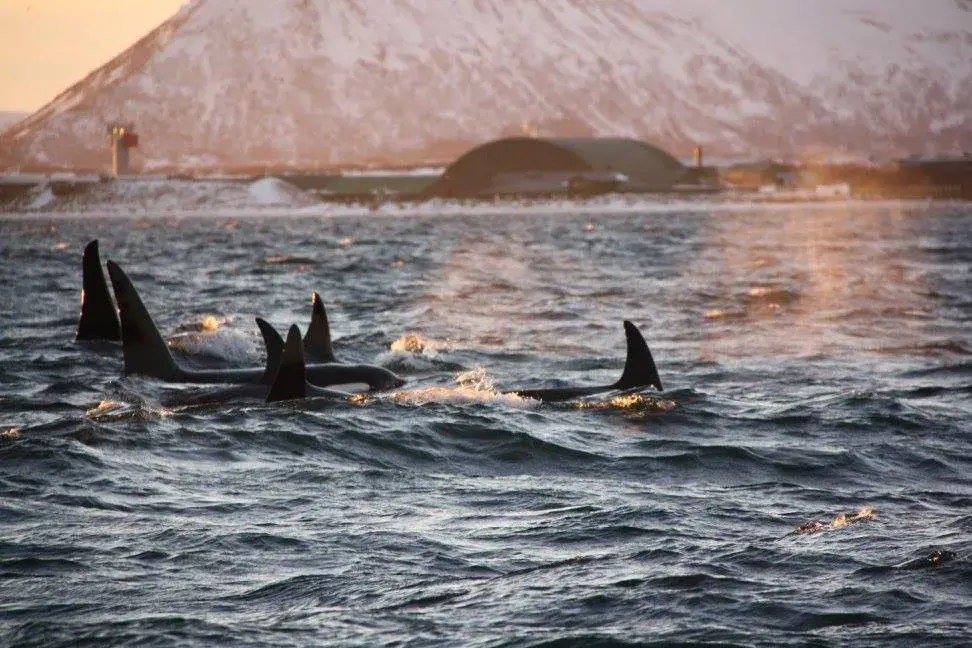 Spekkhoggere som svømmer i havet.