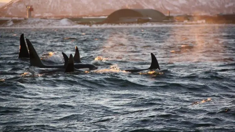 Spekkhoggere som svømmer i havet.