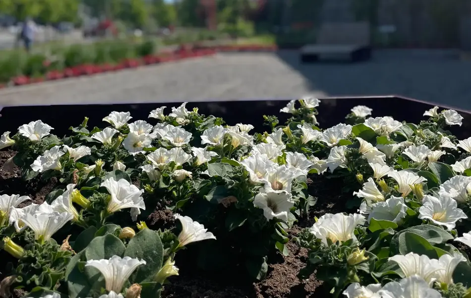 Ski Storsenter sin hage