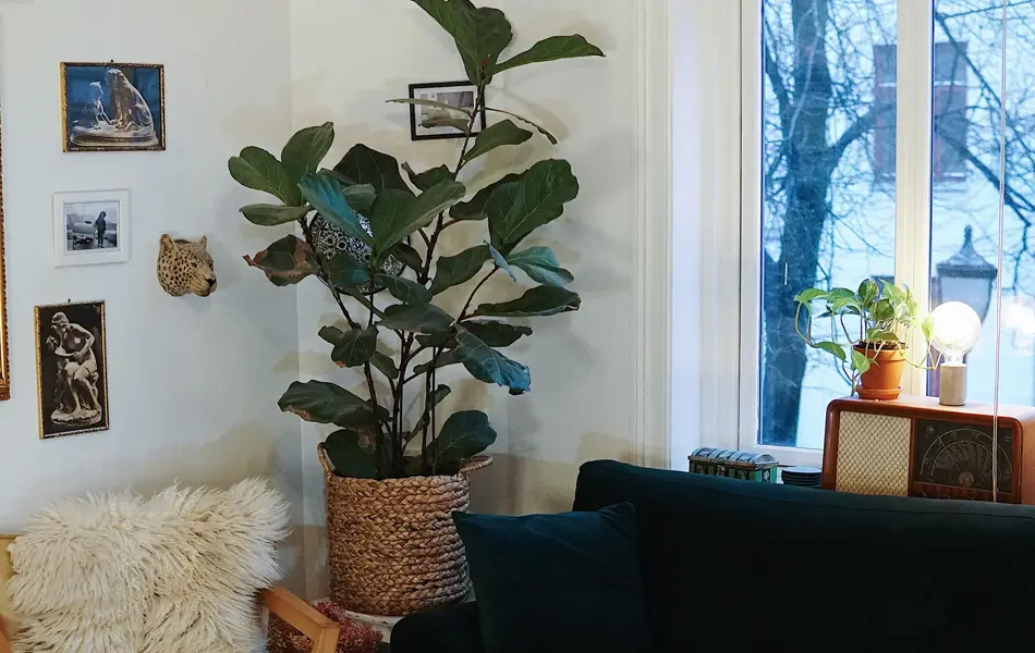 treningsekspert Anna Johansen trener på matte på gulvet, mørkegrønn sofa i bakgrunnen, lys stol med pels oppi, str grønn plante, bilder på veggen