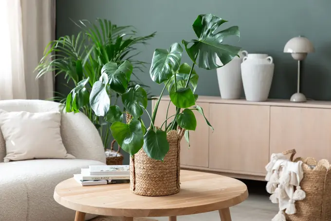 Plante fra Mester Grønn