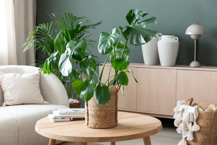 Frisk opp hjemmet med vakre og lettstelte planter.