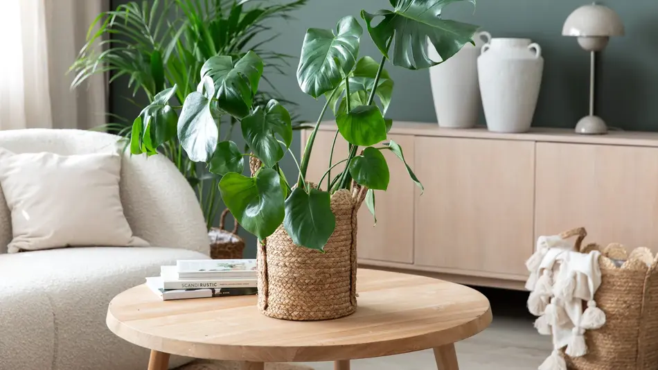 Plante fra Mester Grønn