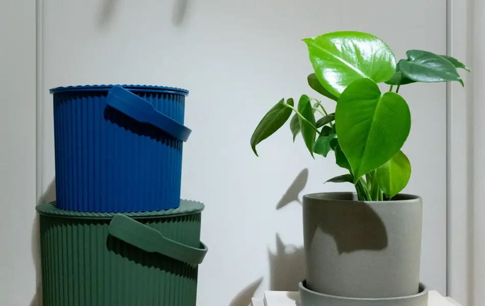 Grønne planter i potter