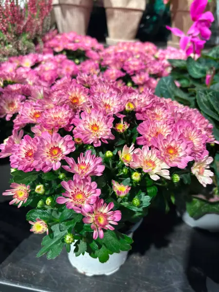 Vannessa med blomster fra mester grønn