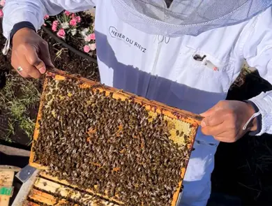 Mann som holder opp en skive fra honningkube
