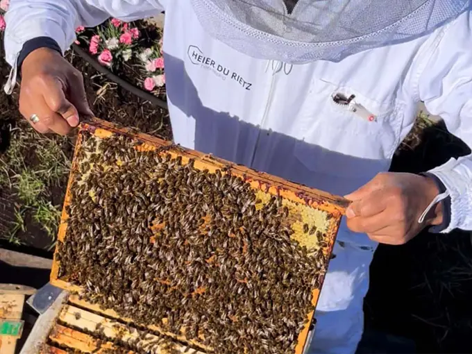 Mann som holder opp en skive fra honningkube