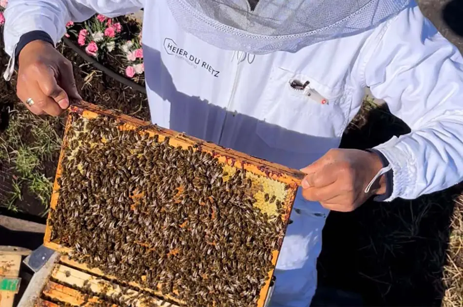 Mann som holder opp en skive fra honningkube