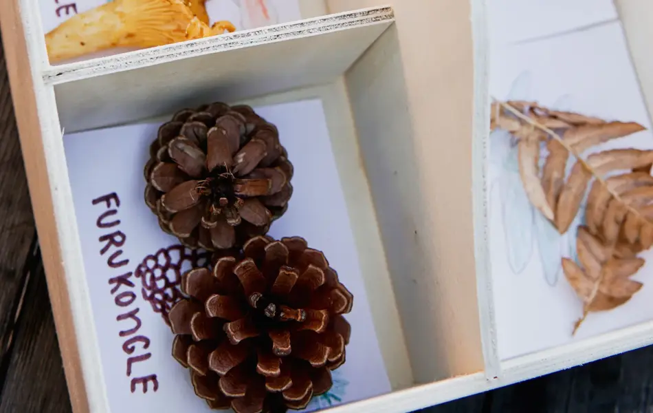 kasse med forskjellige arter av sopp, blader o.l.