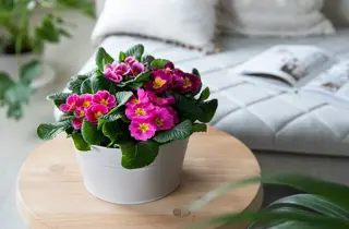 mestergrønn-mg-primula-uke1-3.2