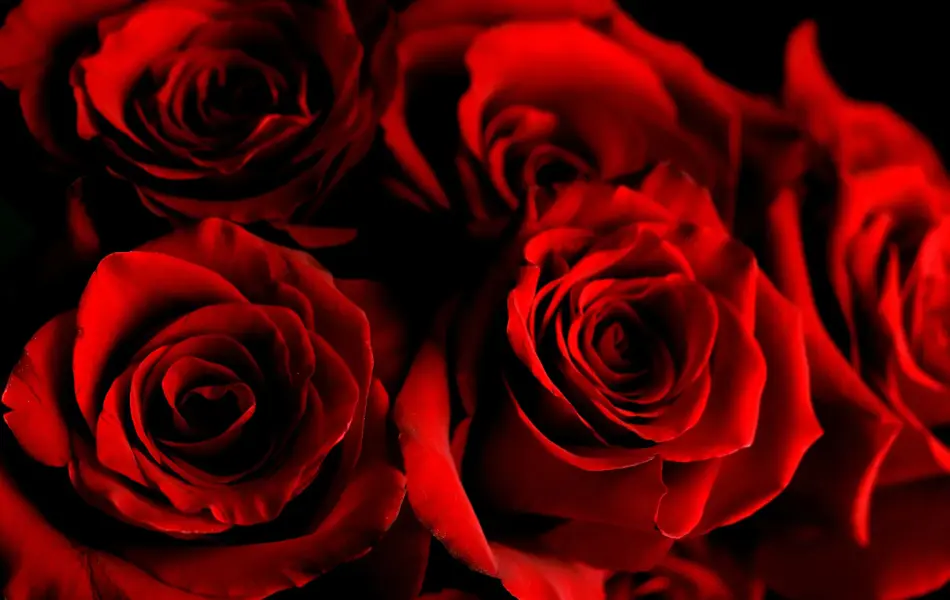 Røde roser i nærbilde