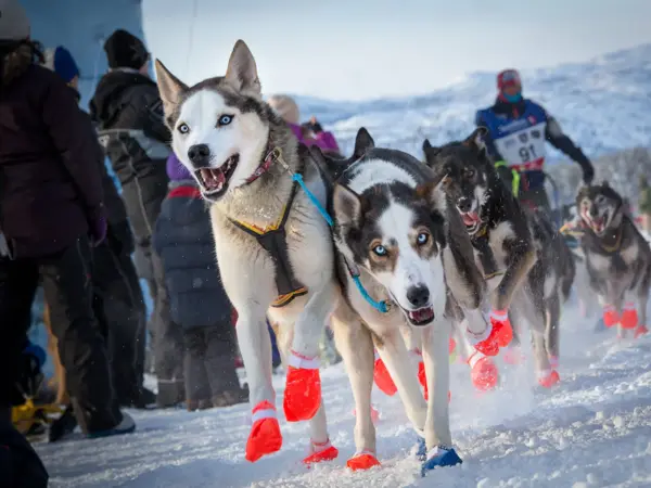 Hunder i løp fra Finnmarksløpet