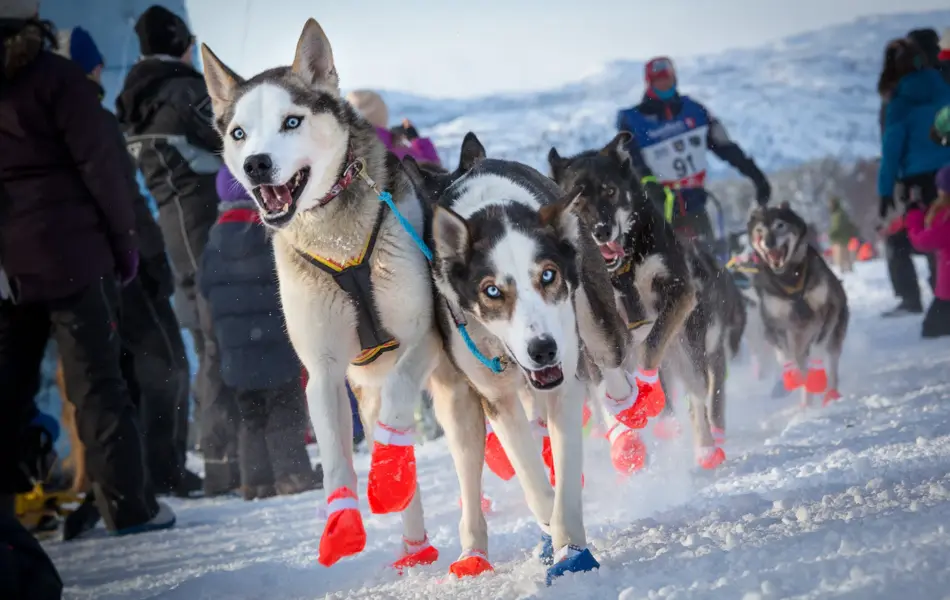 Hunder i løp fra Finnmarksløpet